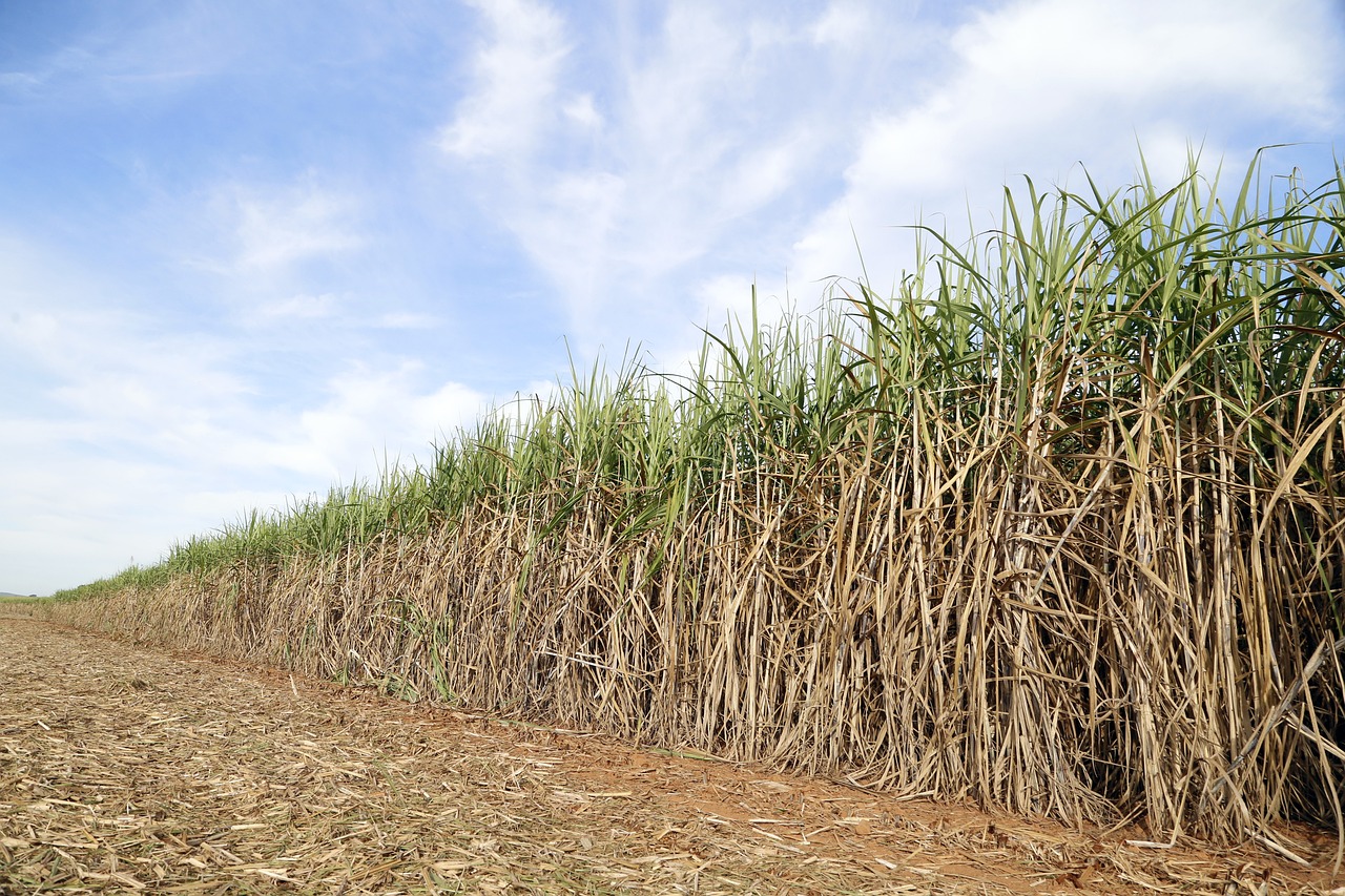 cane field, the sugar cane-of-sugar, crop-4362529.jpg